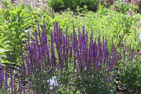 Sauge des bois 'Caradonna'