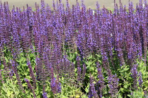 Sauge des bois 'Ostfriesland'