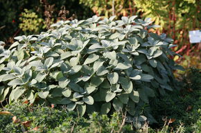 Sauge officinale 'Berggarten'