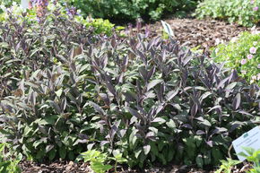 Sauge officinale 'Purpurascens'