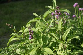 Sauge officinale
