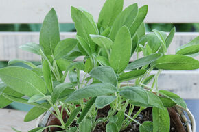 Sauge officinale 'Evita Strong'