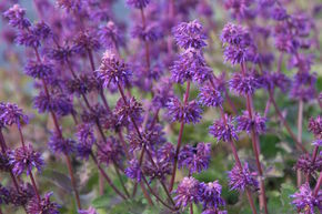 Sauge � feuilles verticill�es 'Purple Rain'