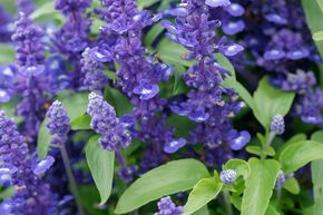 Sauge ornementale (lot de 6) - bleue