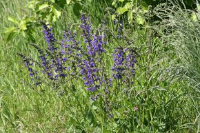 Sauge commune ou Sauge des pr�s