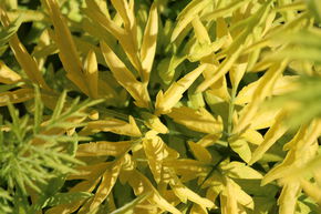 Sureau noir 'Golden Tower�' - colonnaire