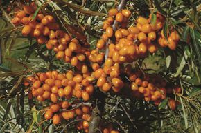 Argousier 'Garden's Gift'