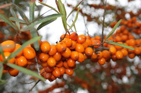 Argousier 'Leikora'