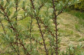 Argousier 'Pollmix 2' (m�le)