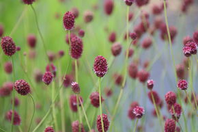 Grande pimprenelle 'Burgundy'