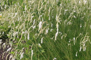 Pimprenelle � fines feuilles 'Albiflora'