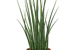 Sansevieria cylindrica 'Fernwood Mikado'