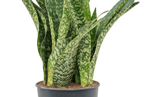 Sansevieria masoniana 'Dragon'