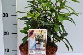 Sarcocoque, buis parfum� 'Winter Gem'