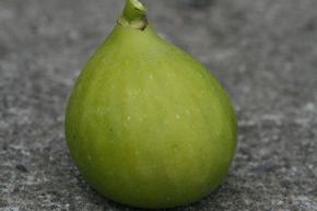 Figuier Gustis� 'Sardegna Fiorone'