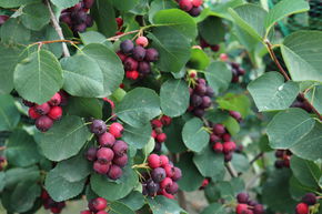 Am&eacute;lanchier 'Martin'
