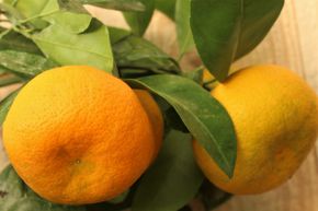 Mandarine satsuma
