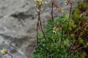 Saxifrage panicul�e