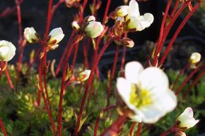 Saxifrage d'Arends 'Adebar'