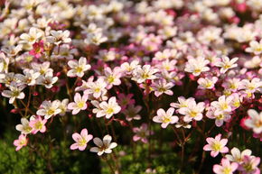 Saxifrage mousse Pixie