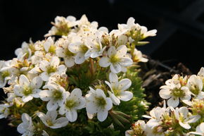 Saxifrage d'Arends 'Schneezwerg'
