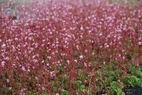 Saxifraga x urbium 'Clarence Elliott'