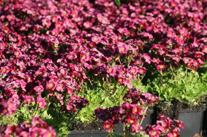Saxifrage d'Arends 'Harder Zwerg'