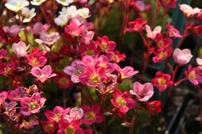Saxifrage d'Arends 'Ingeborg'