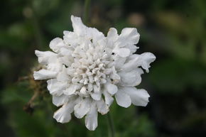 Scabieuse colombaire 'Flutter Pure White'