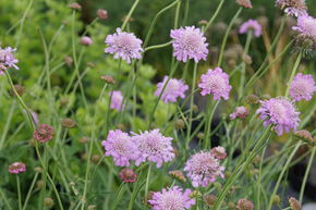 Scabieuse colombaire 'Pink Mist'