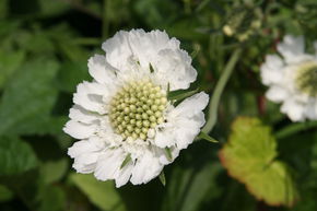 Scabieuse du Caucase 'Perfecta Alba'