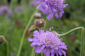 Scabiosa de Colombie 'Butterfly Blue'