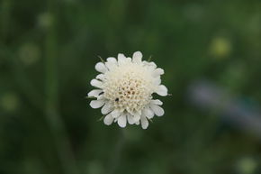 Scabieuse jaune p�le