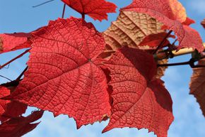 Vigne d'ornement, Vigne �carlate, vigne rouill�e