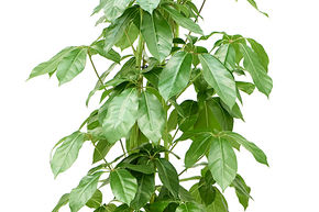 Schefflera actinophylla 'Amate' (150-180)