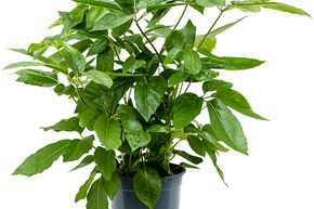 Schefflera actinophylla 'Amate' (170-190)