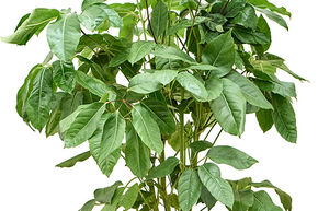 Schefflera actinophylla 'Amate'