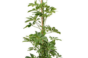 Schefflera arboricola (100-120)