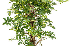 Arbre ombrelle 'Gold Capella'