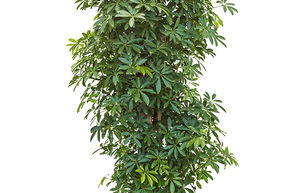 Arbre ombrelle 'Luseana'