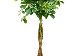 Arbre ombrelle 'Nora'