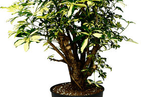 Arbre ombrelle 'Trinette'