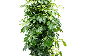 Arbre ombrelle