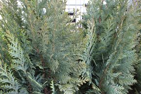 Faux Cypr�s de Lawson 'Columnaris'