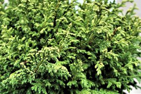 Faux cypr�s Sawara 'Plumosa Compressa' - Tige naine
