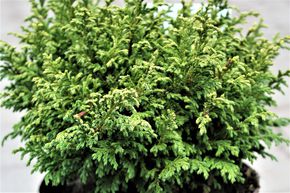 Faux cypr�s Sawara 'Plumosa Compressa', nain