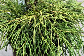 Faux cypr�s Sawara 'Filifera Nana' - Tige naine