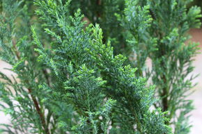 Faux Cypr�s de Lawson conique 'Ellwoodii'