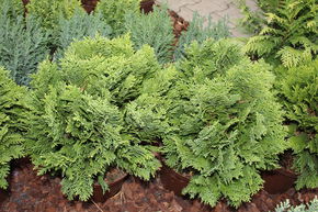 Faux Cypr�s de Lawson conique 'Minima Glauca'