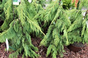 Cypr�s de Nootka 'Pendula'
